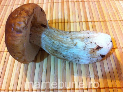 hrib_funghi_porcini